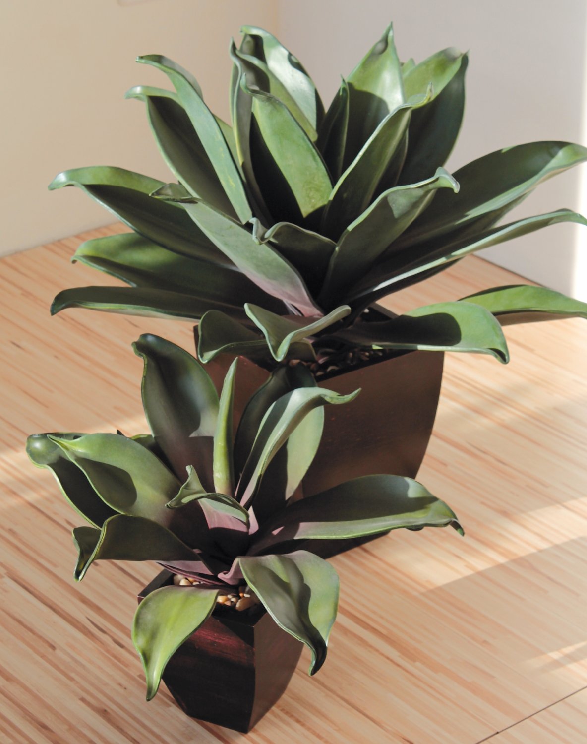 Agave