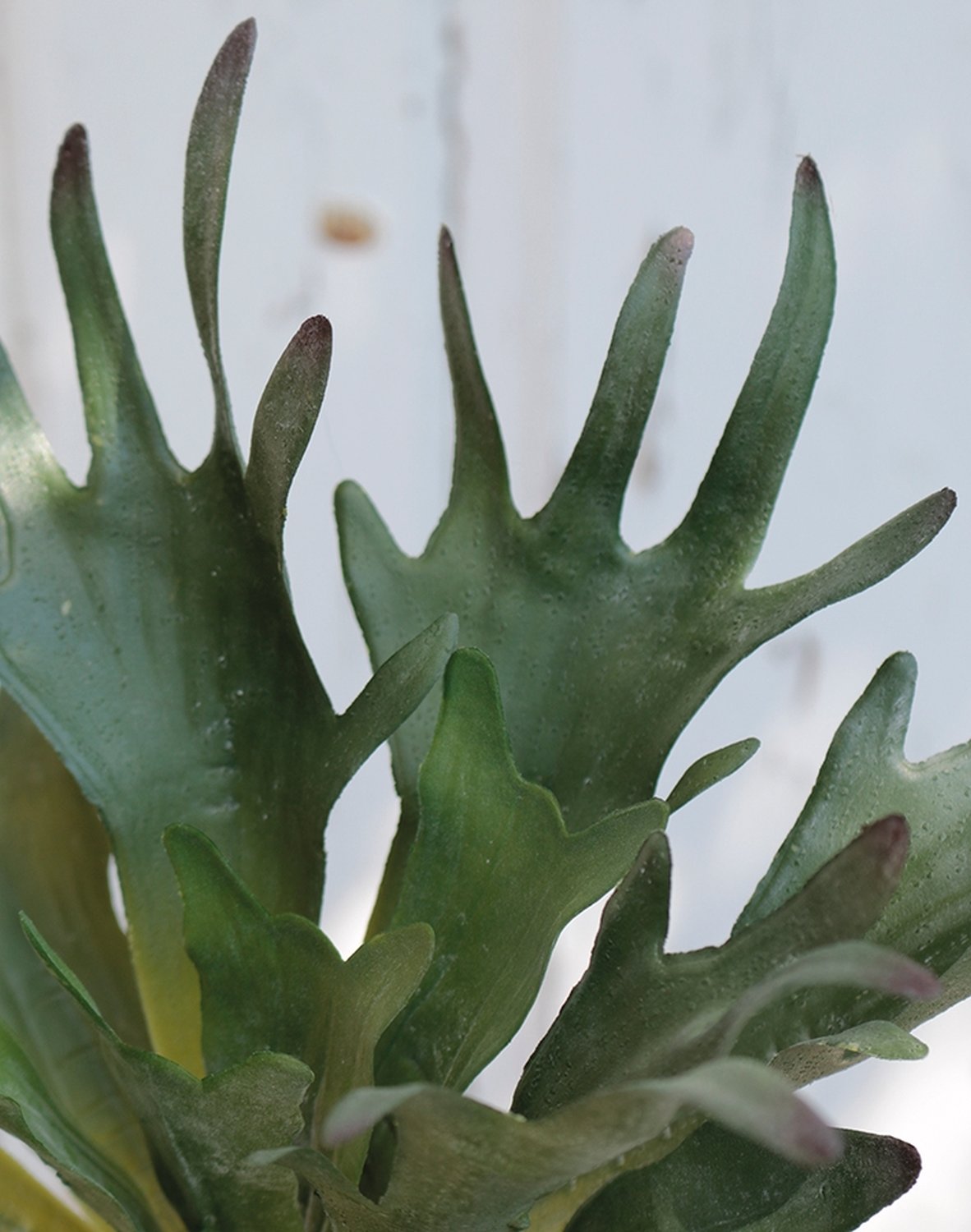 Artificial staghorn fern, 28 cm, green