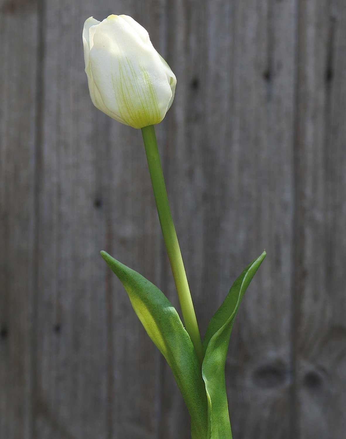 Künstliche Tulpe, französisch, 47 cm, Real Touch, weiß-grün