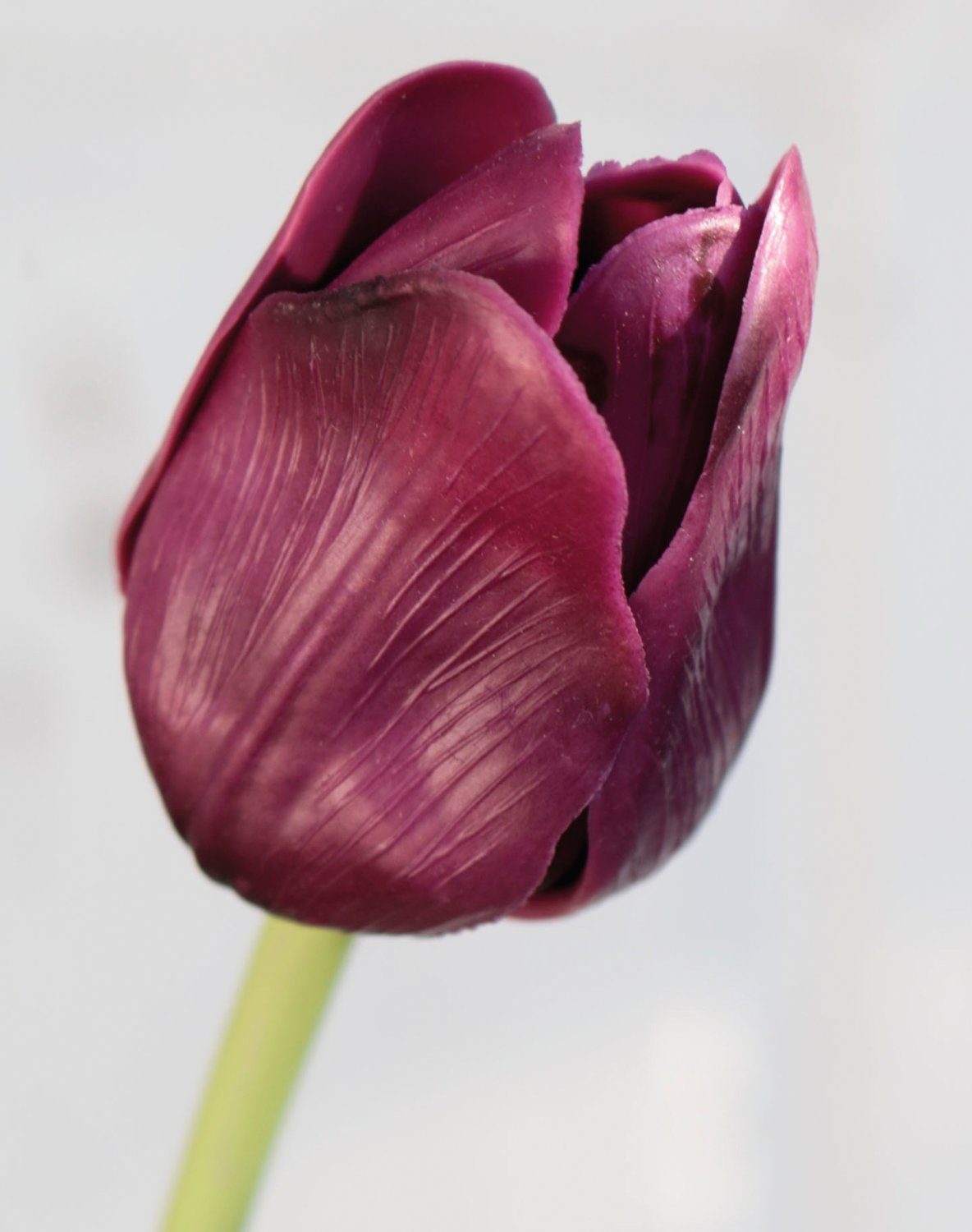 Künstliche Tulpe, französisch, 47 cm, Real Touch, violett-grün