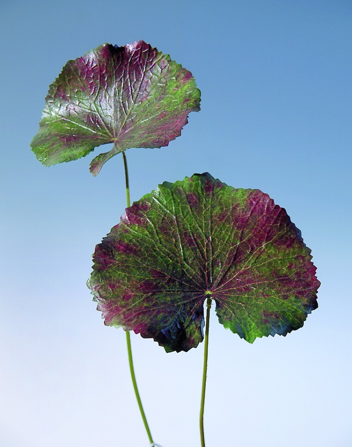 Künstliches Geranienblatt, 42 cm, grün-rot