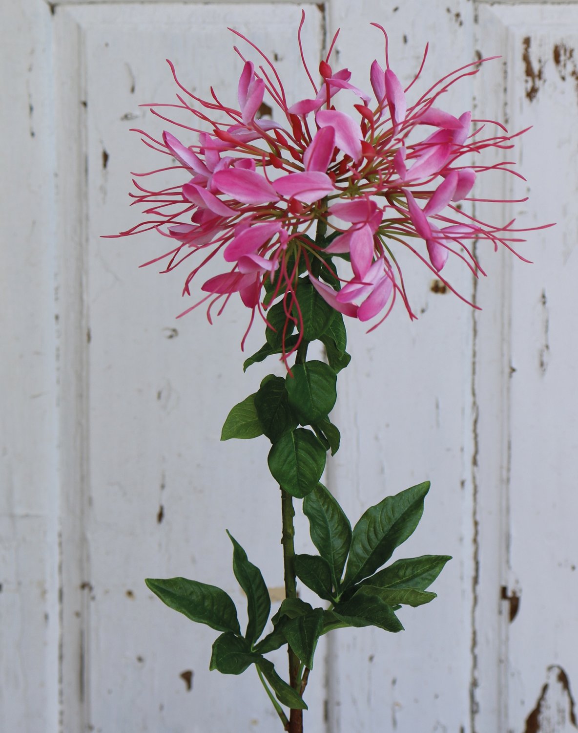 Künstliche Spinnenblume (Cleome spinosa), 85 cm, rosa