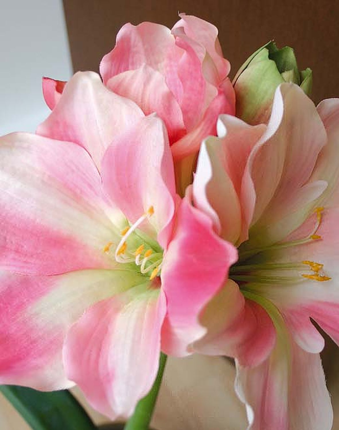 Amaryllis silk flower, 80cm, light pink-dark pink