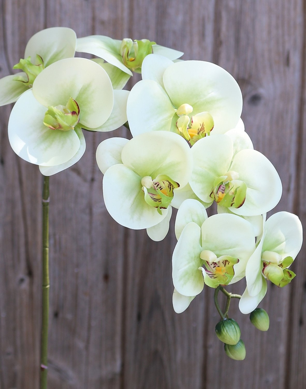 Plastic orchid Phalaenopsis, 100 cm, real touch soft, beige-green