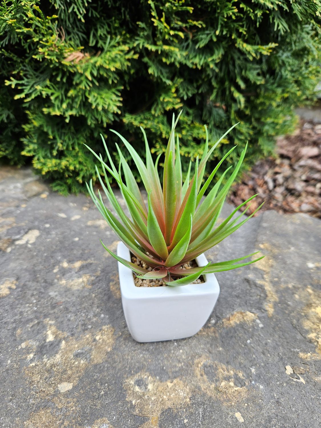 Künstliche Agave im Keramiktopf, 19 cm, grün-burgunderrot