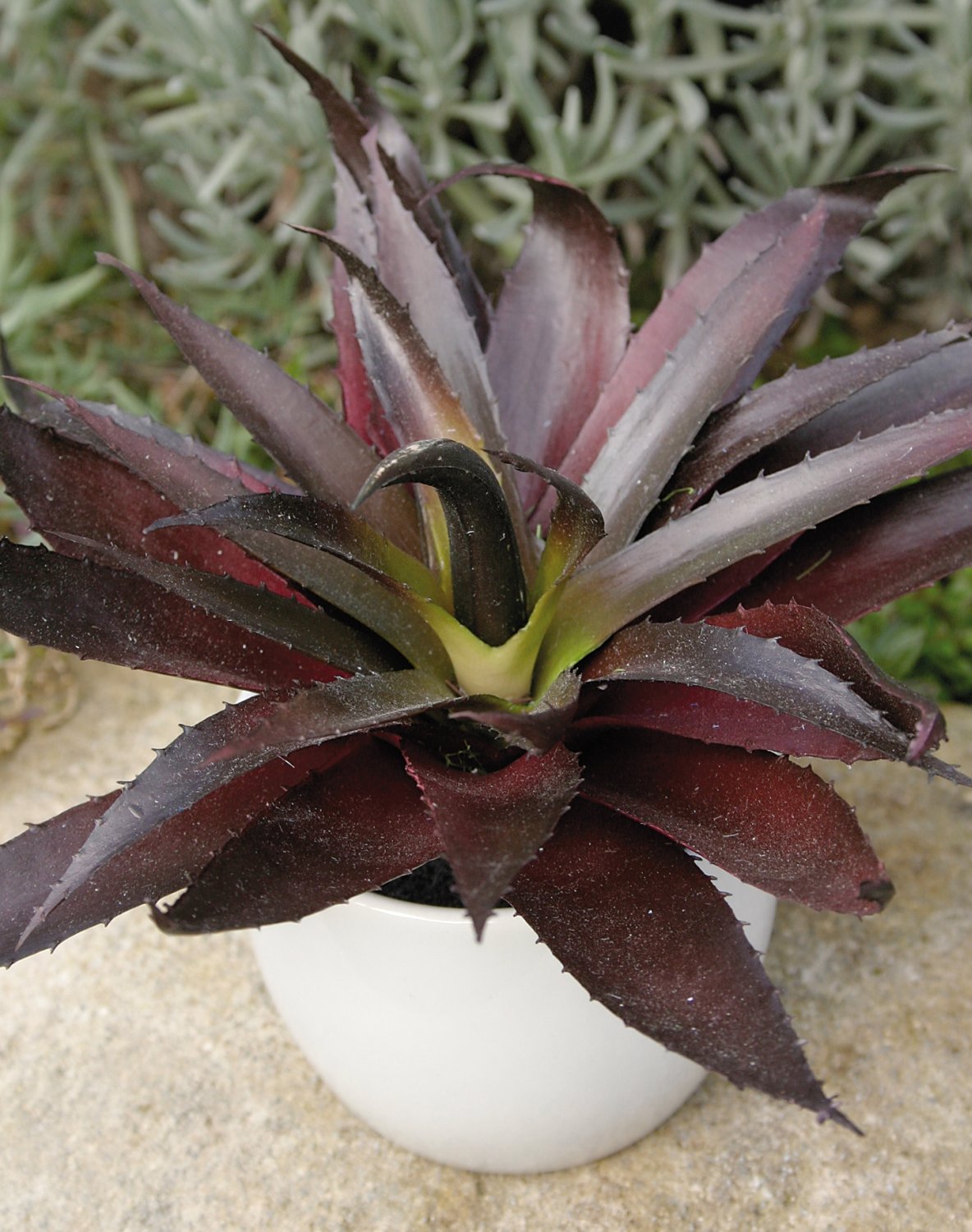 Künstliche Aloe in Keramiktopf, 20 cm, grün-burgunderrot