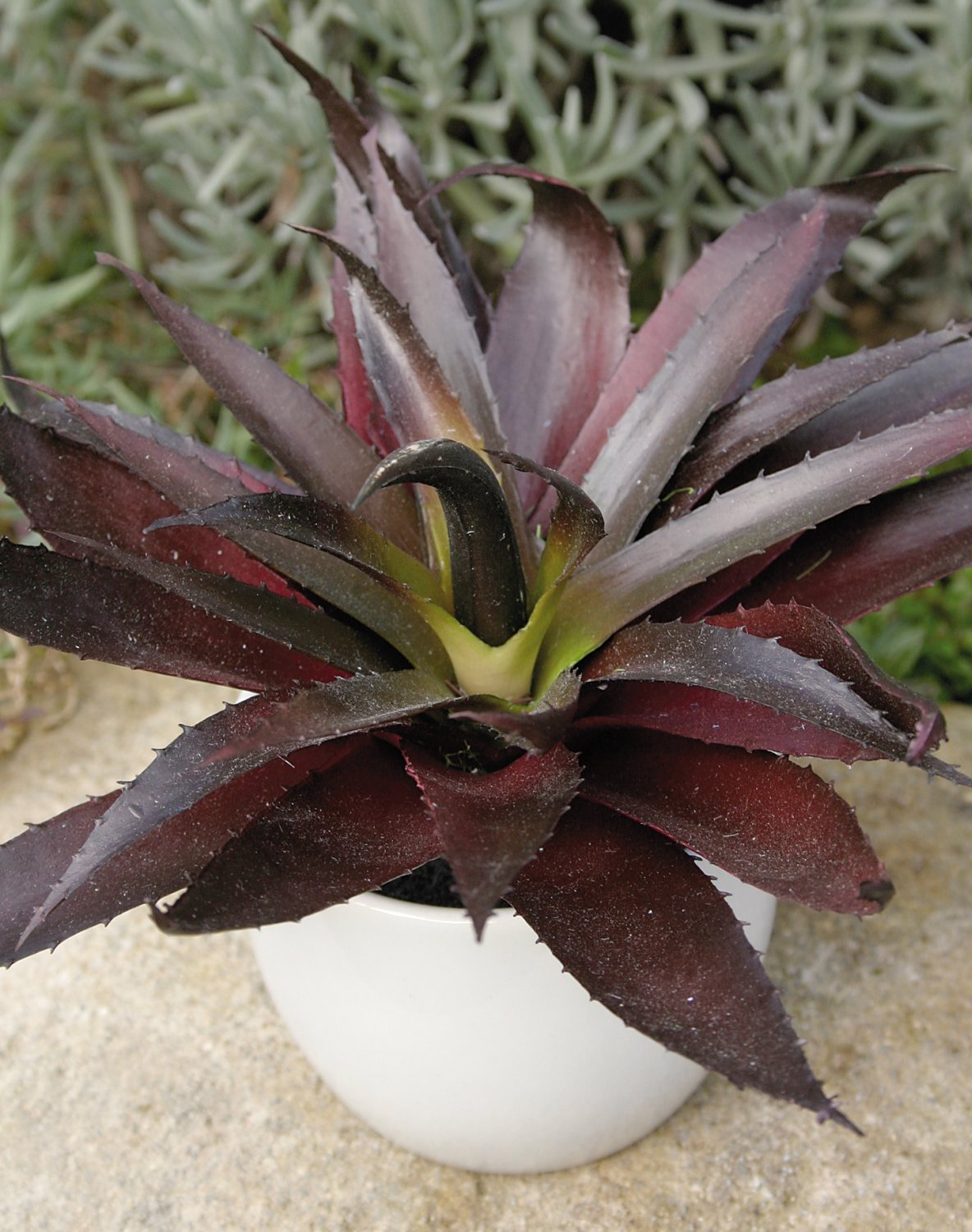 Aloe artificiale in vaso di ceramica, 20 cm, verde-bordeaux