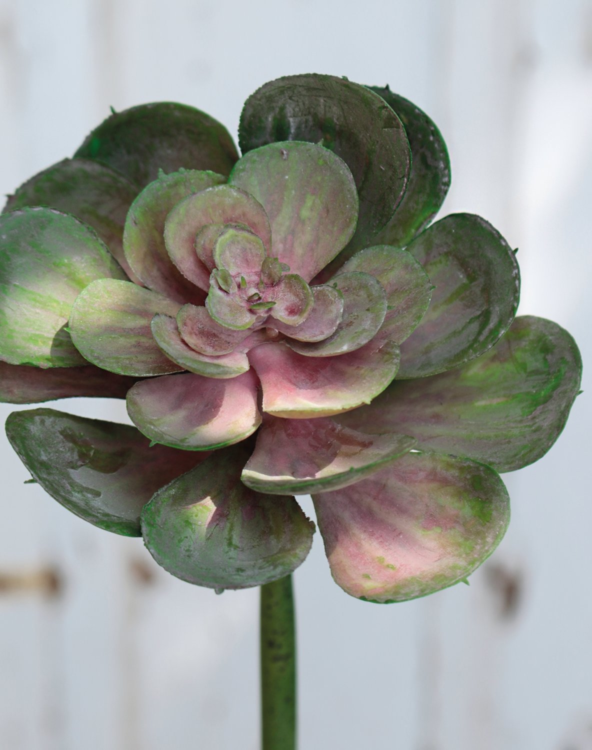 Künstliche Echeveria auf Steckstab, 15 cm, grün-rosa