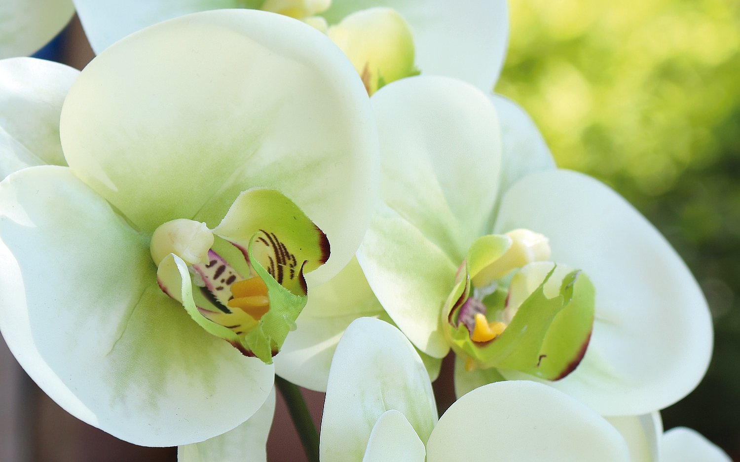 Orchidea Phalaenopsis artificiale, 100 cm, Real Touch Soft, crema-verde