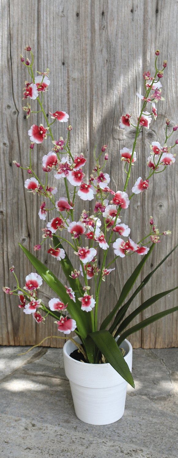 Orchidea Oncidium artificiale, in vaso, 74 cm, bianco-rosso