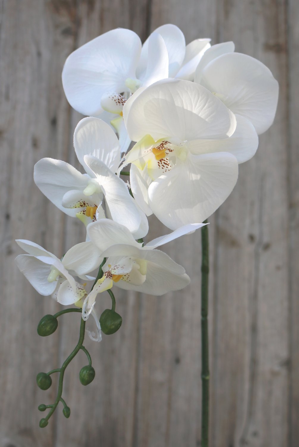 Artificial Phalaenopsis orchid, 86 cm, beige-white