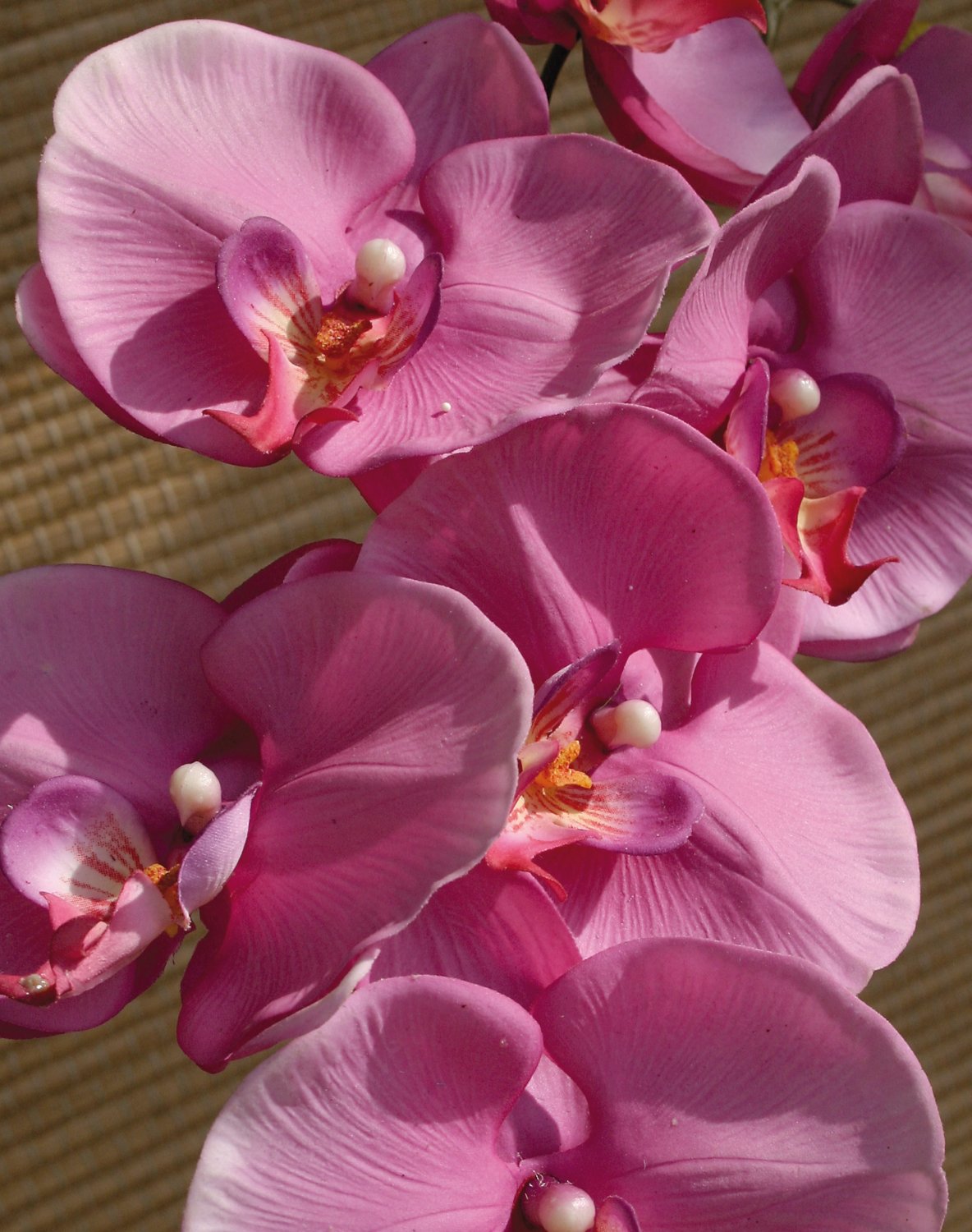 Künstliche Orchidee Phalaenopsis, 103 cm, Real Touch, cerise