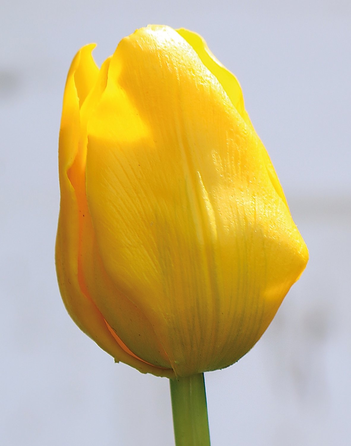 Künstliche Tulpe, französisch, 47 cm, Real Touch, gelb