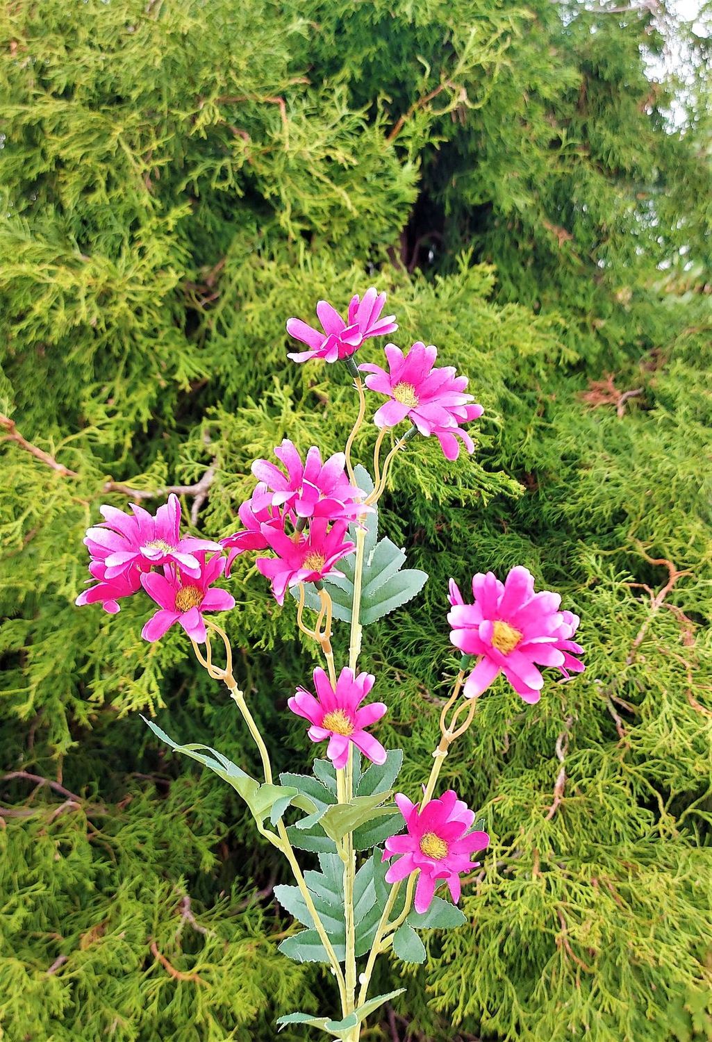 Deko Margeritenzweig, 67 cm, trendy purple Deko Margeritenzweig, 67 cm, trendy purple