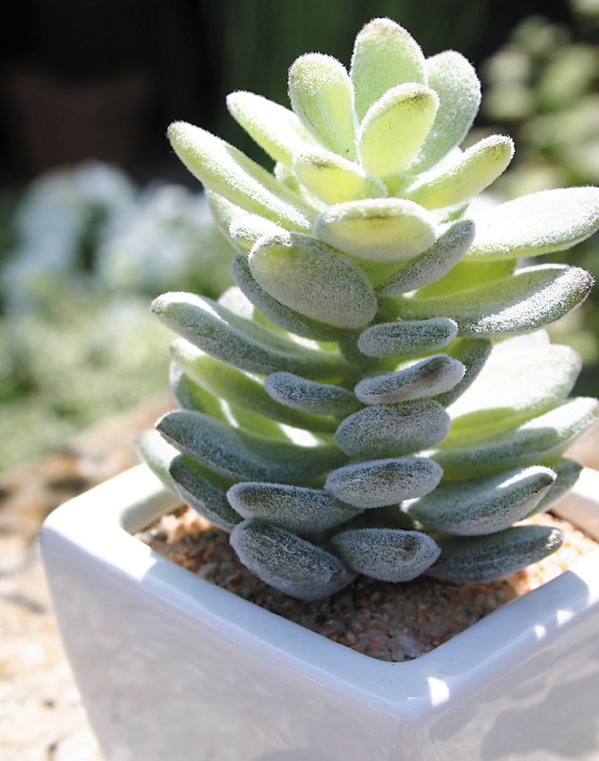 Artificial agave in ceramic pot, 13 cm, green