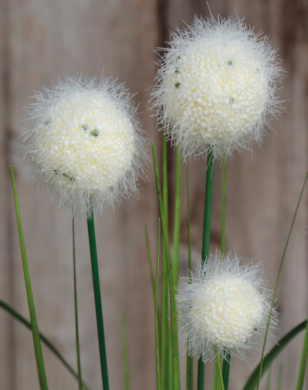 Artificial grass ball, 75 cm, green-white