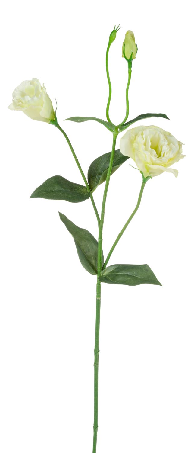 Unechte Lisianthus Blume, 67 cm, creme-grün