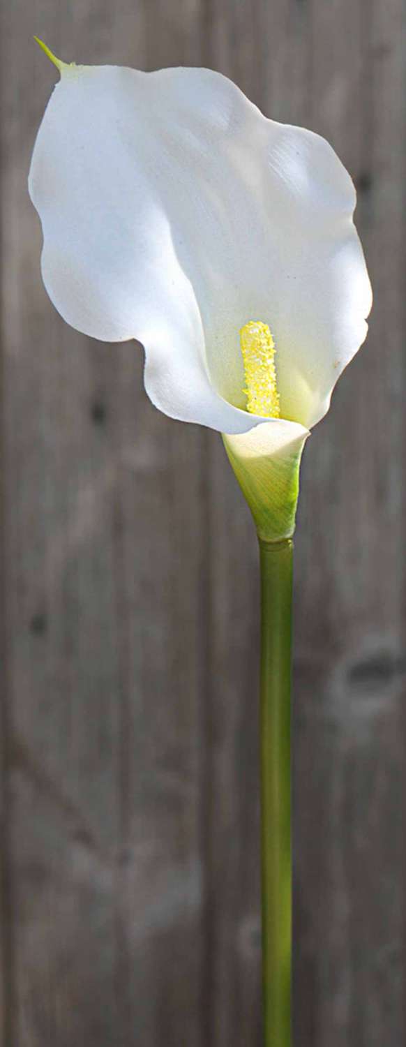 Künstliche Calla, 54 cm, Real Touch, weiß