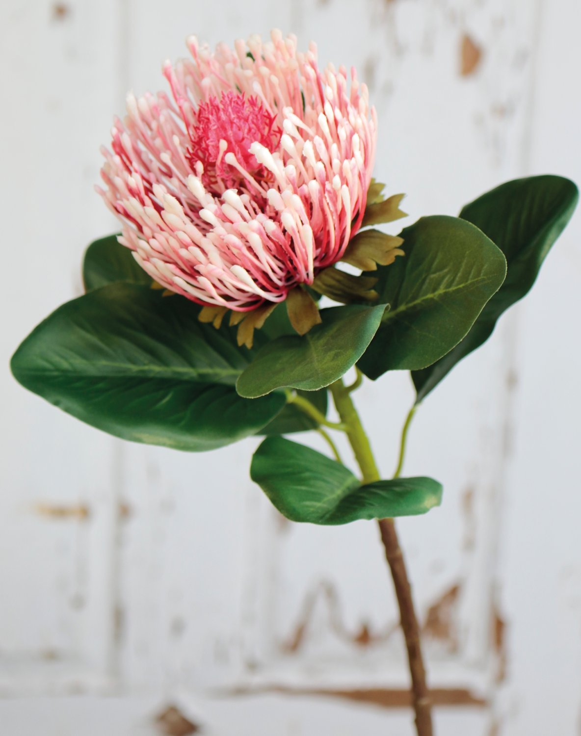 Protea, 65 Künstliche creme-weiß cm,