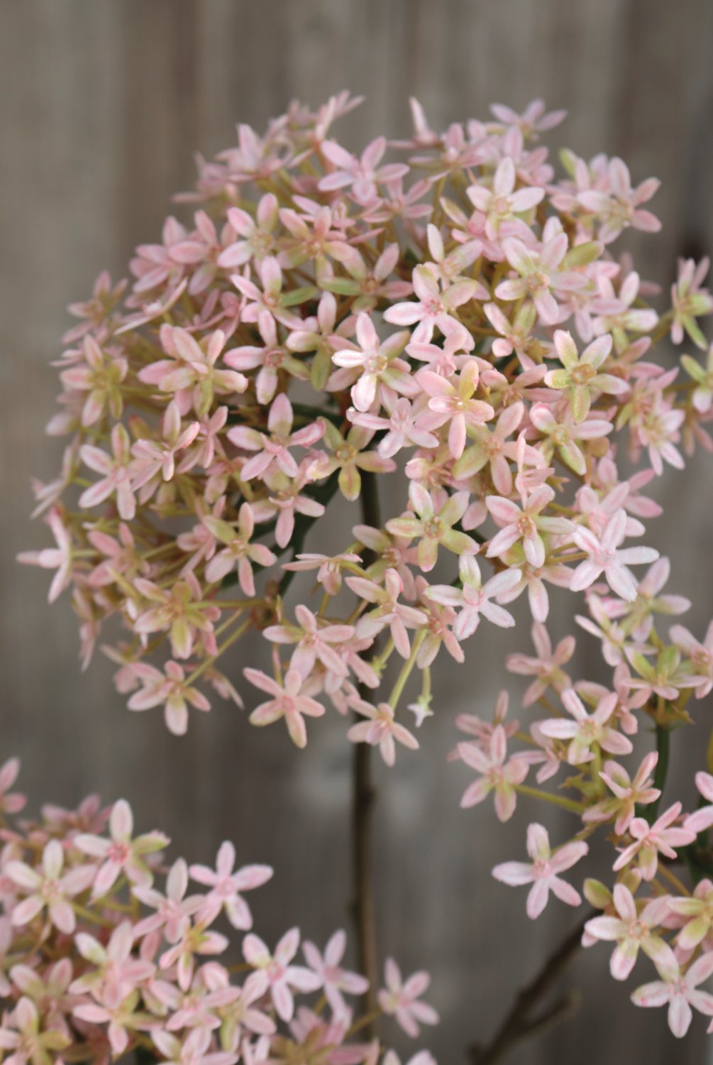 Künstliche Kronenblume, 3-fach, 76 cm, rosa-grün