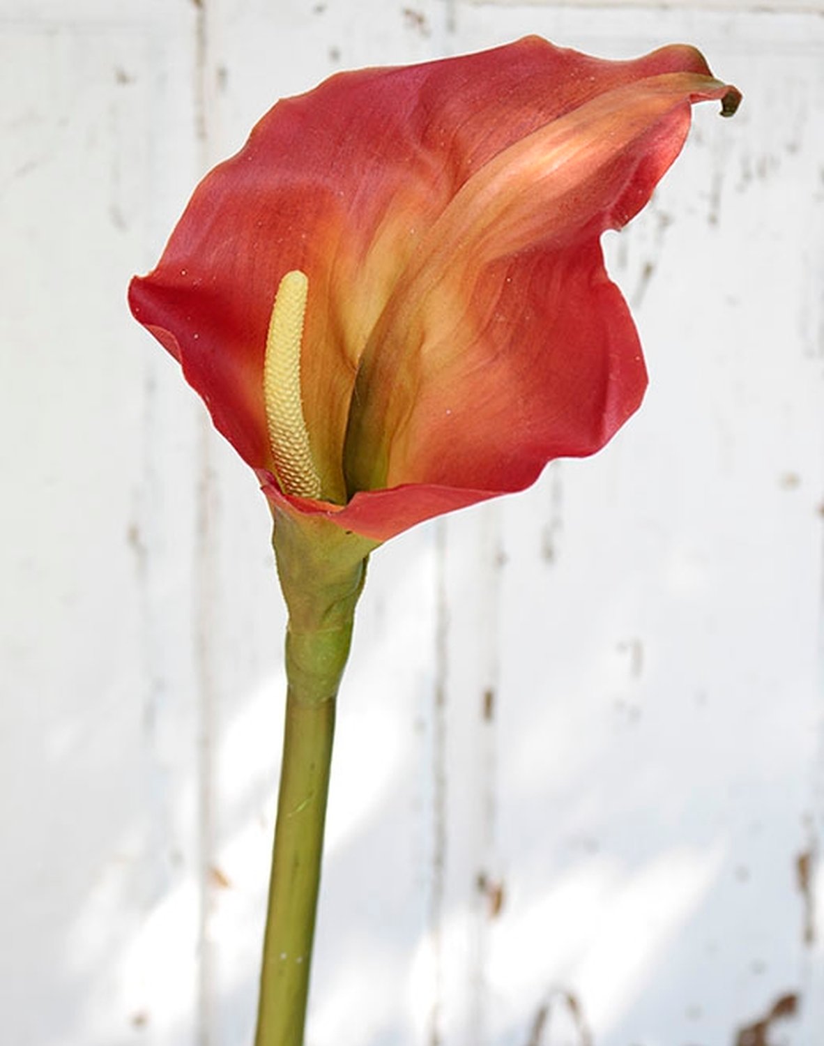 Calla artificiale, 98 cm, Real Touch, arancione