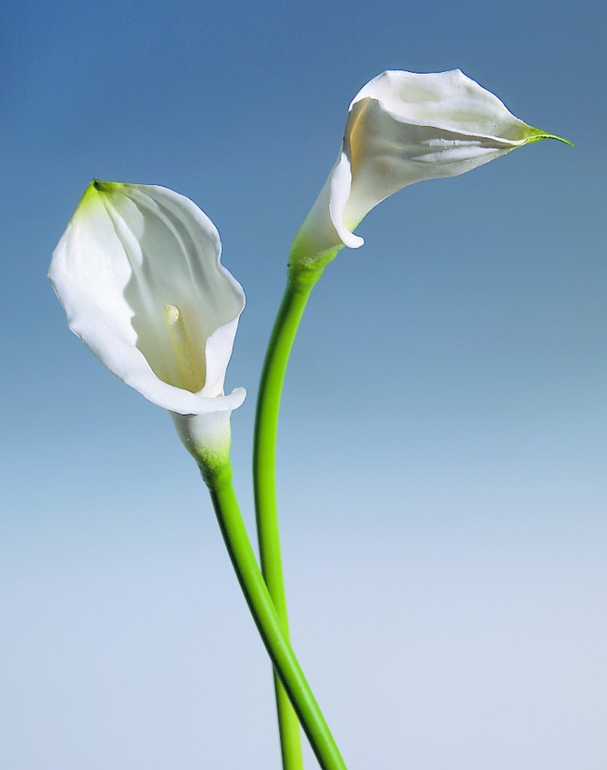 Künstliche Calla, 70 cm, Real Touch, weiß