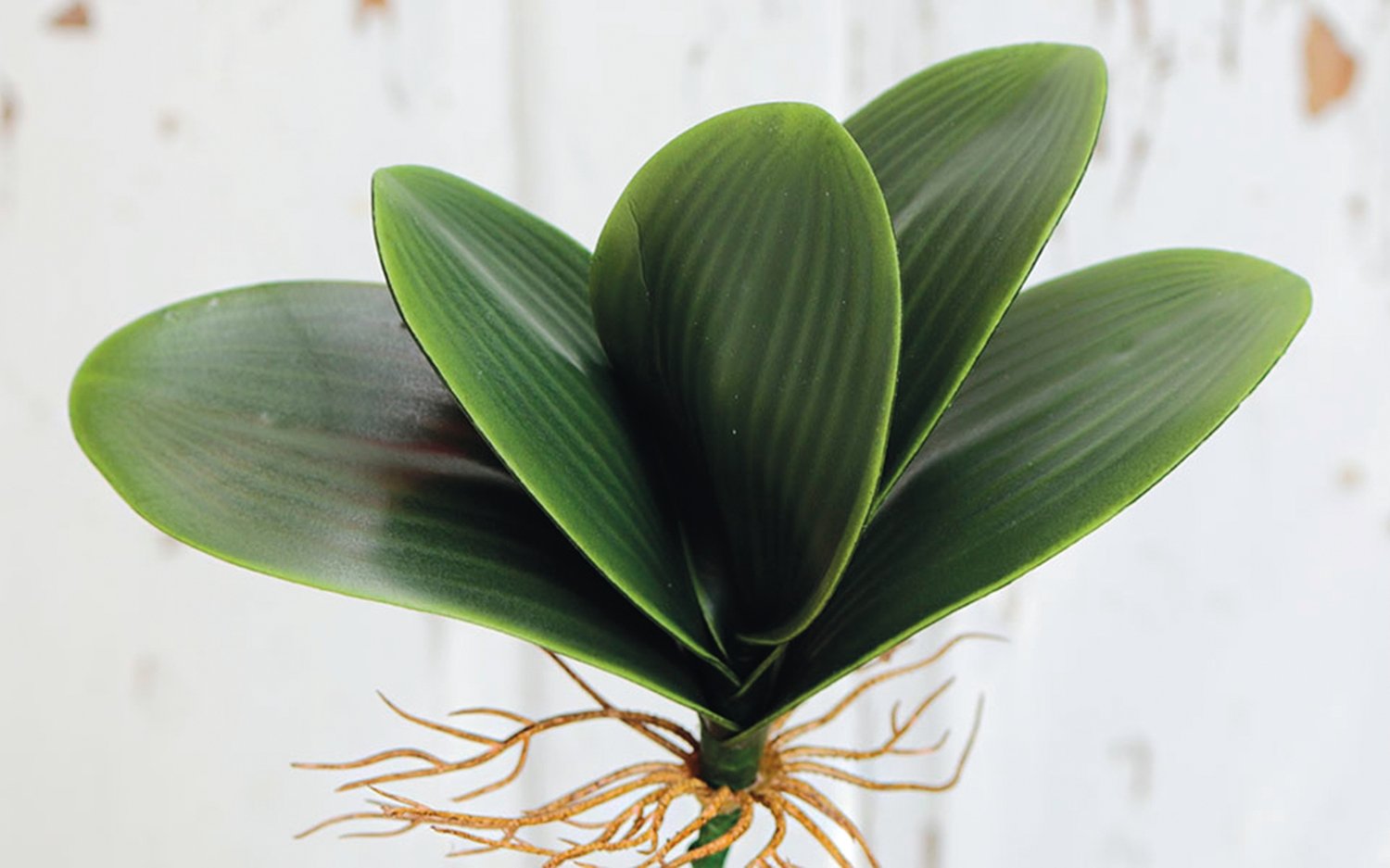 Artificial orchids leaves with root, 34 cm, green