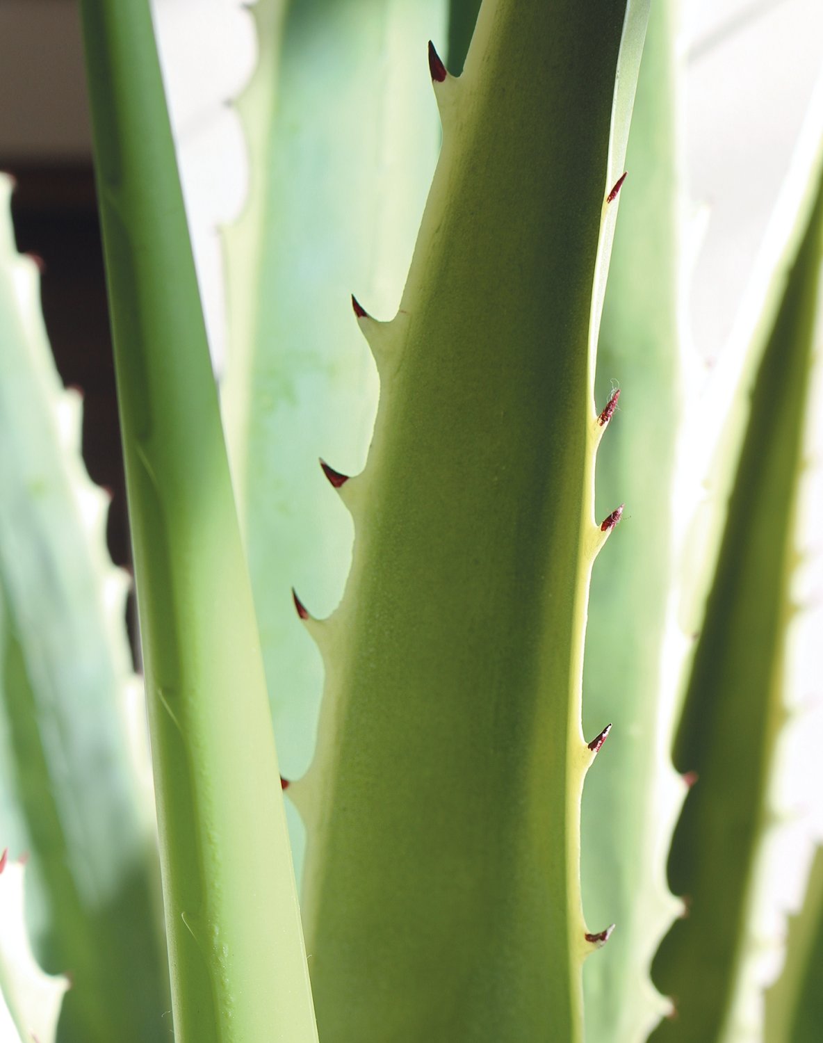 Künstliche Agave, getopft, 21 Blätter, 120 cm, grün-weiß Künstliche Agave, getopft, 21 Blätter, 120 cm, grün-weiß