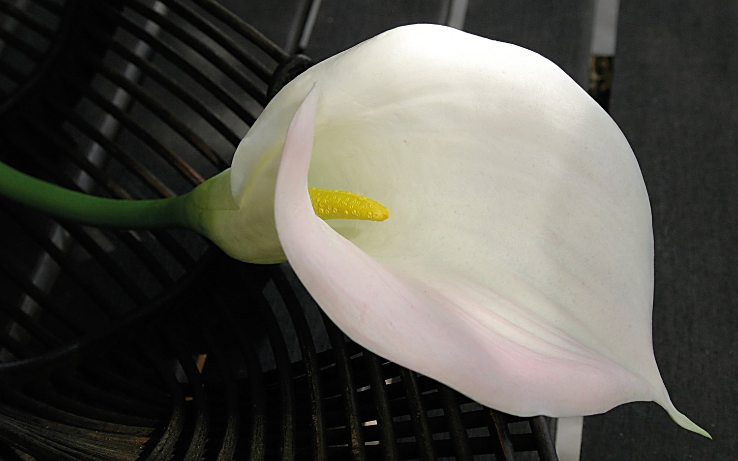 Calla artificiale, 71 cm, Real Touch Soft, bianco-rosa