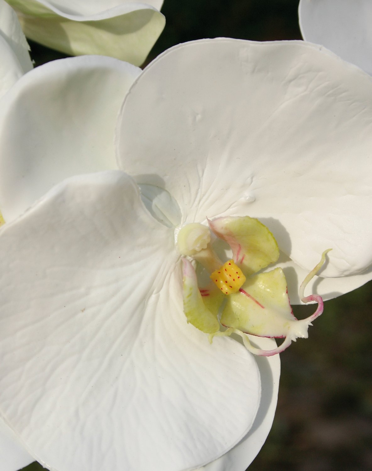 Artificial Phalaenopsis orchid in a glass bowl, 8-fold, 81 cm, white