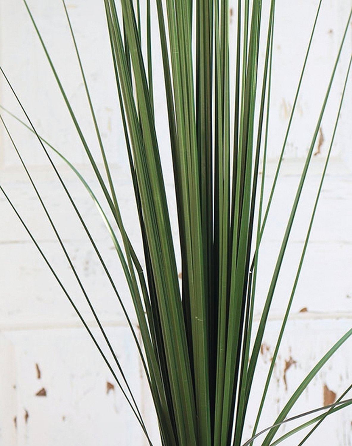 Artificial Chinese silver grass, 157 cm, green