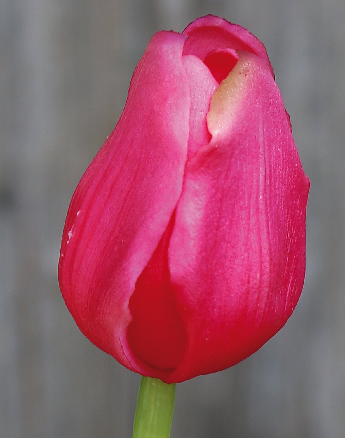 Künstliche Tulpe, französisch, 47 cm, Real Touch, pink