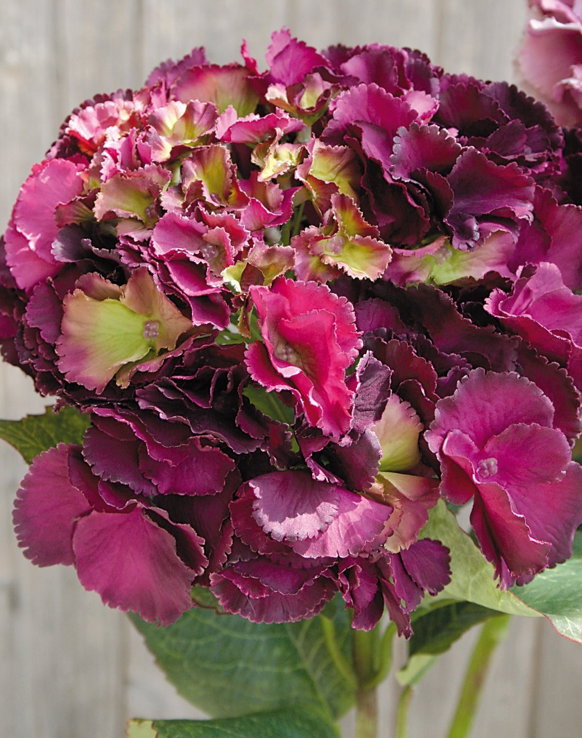 Hydrangea silk flower, 70 cm, antique-dark rose