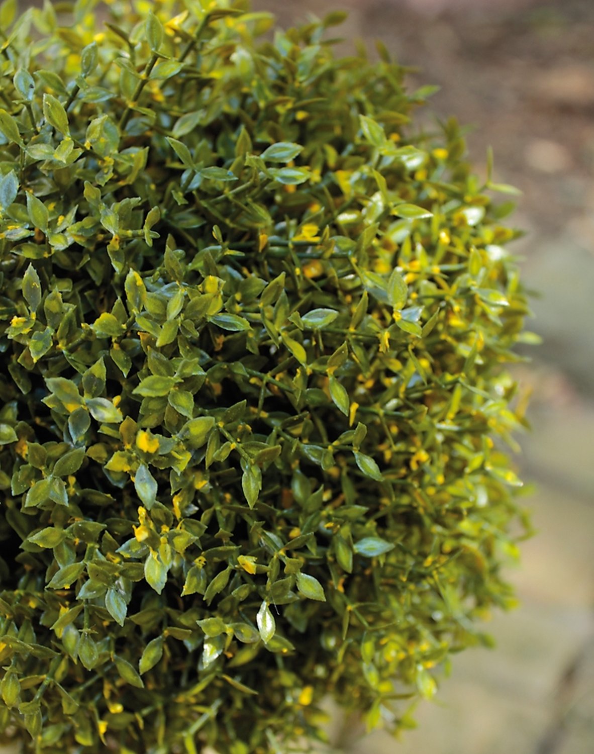 Künstlicher Buchs Kugelbaum, getopft, 55 cm, grün