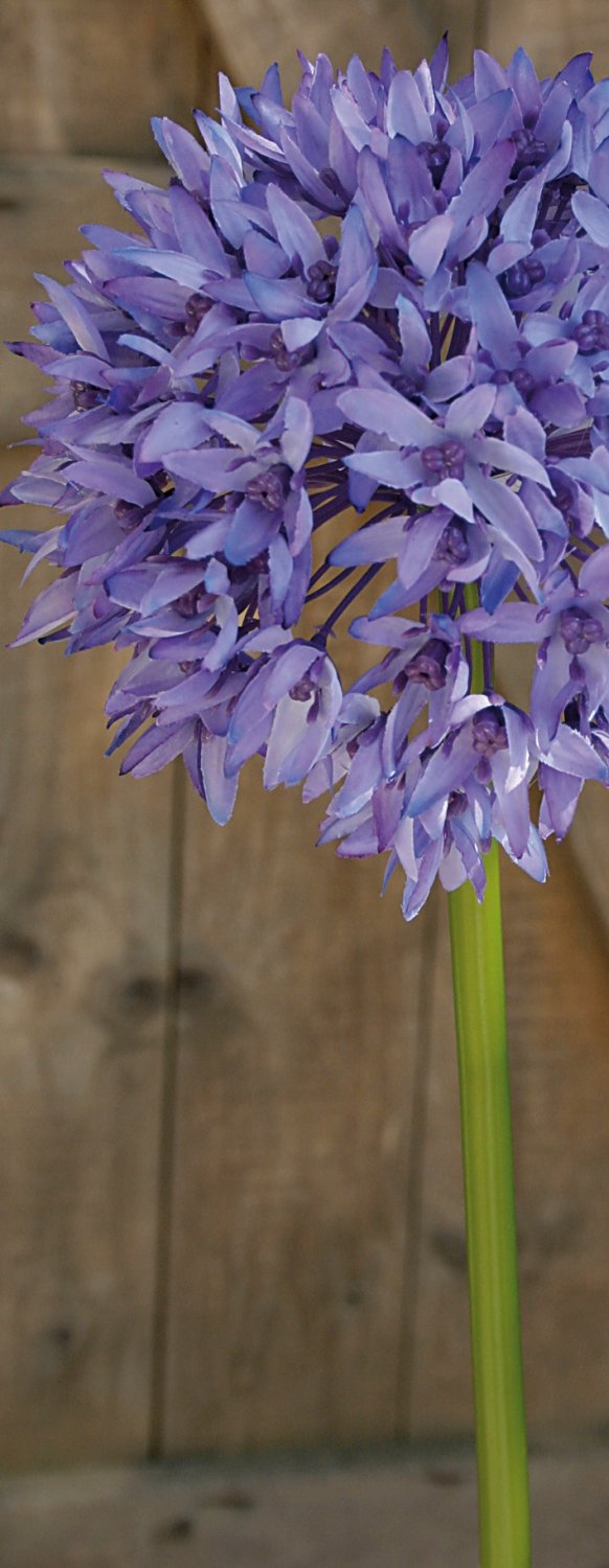 Allium artificiale, 71 cm, viola chiaro-viola scuro