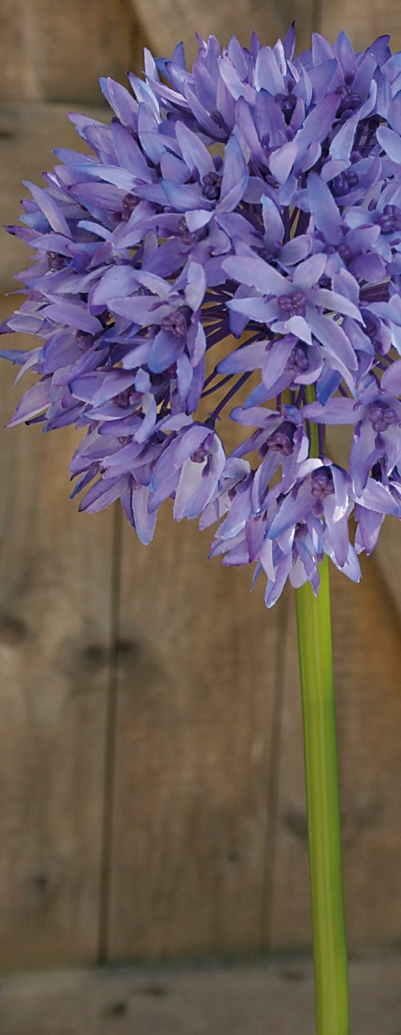 Artificial allium, 71 cm, light violet-dark violet