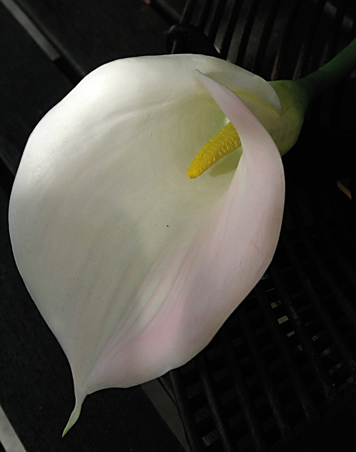 Artificial flower calla lily, 71 cm, real touch soft, white-pink