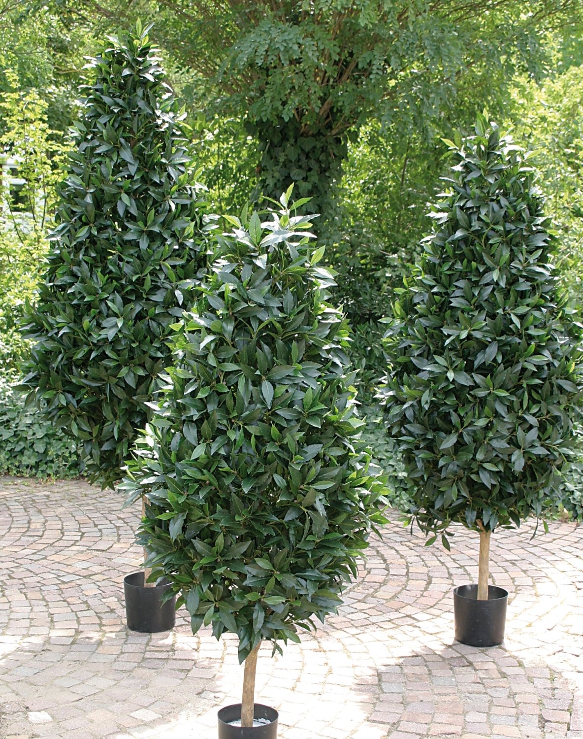 Laurel silk tree, potted, 205 cm, green