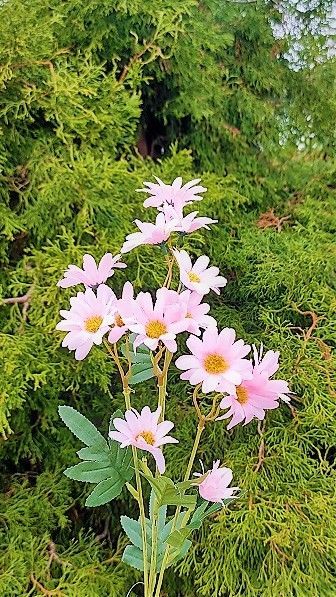 Künstlicher Margeritenzweig, 67 cm, rosa