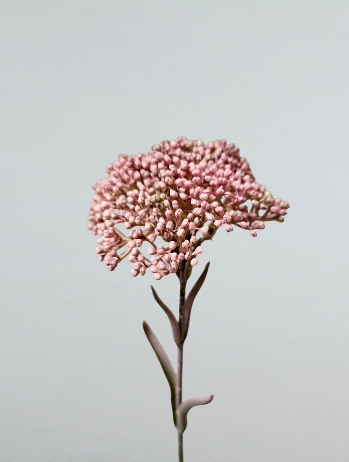 Planta artificial Sedum, 40 cm, rosa claro