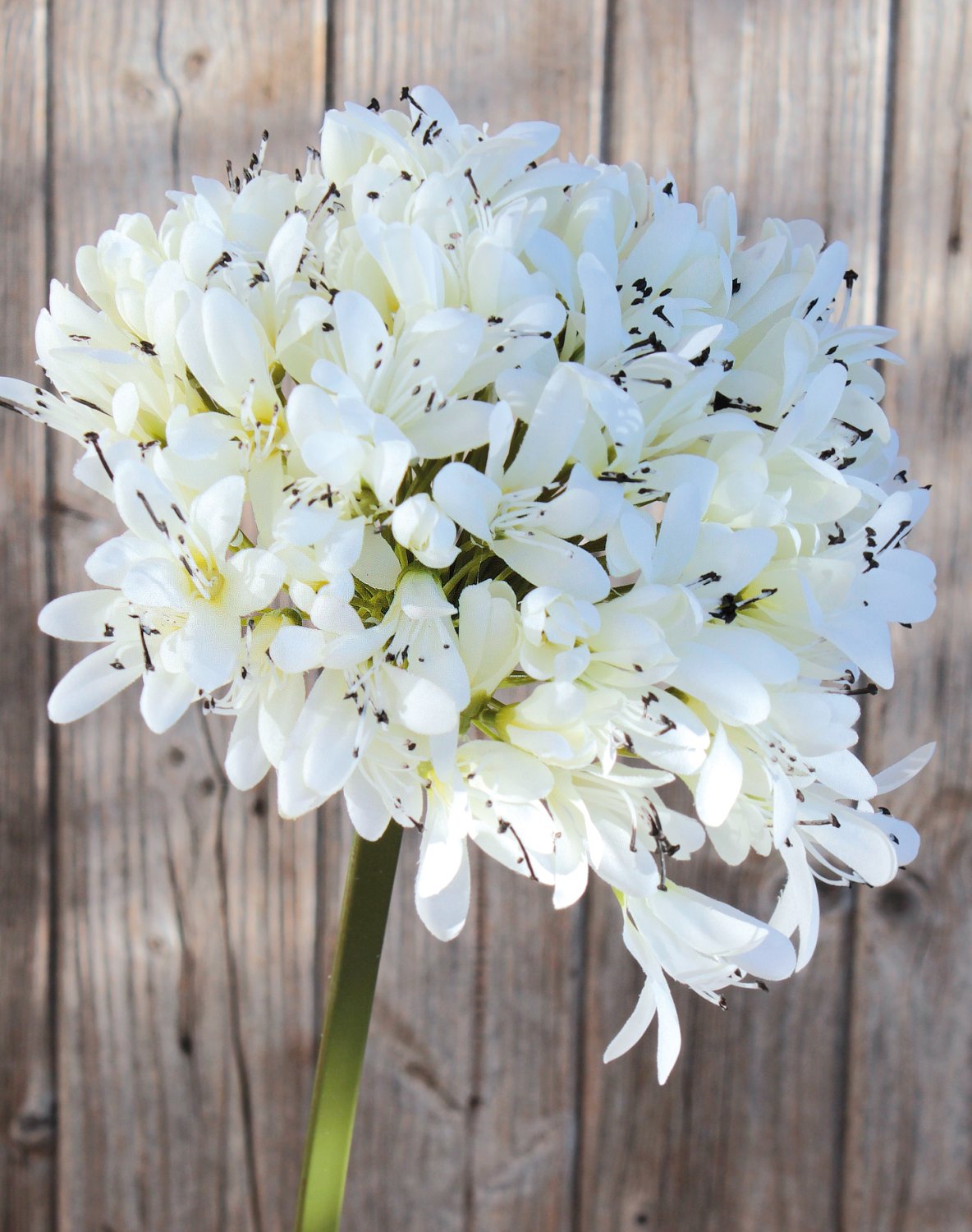 Künstlicher Agapanthus, 102 cm, creme-weiß