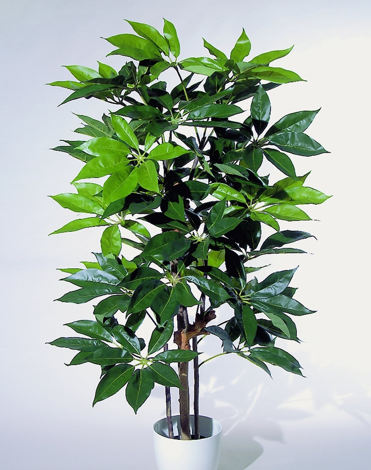 Künstliche Schefflera, getopft, 165 cm, grün