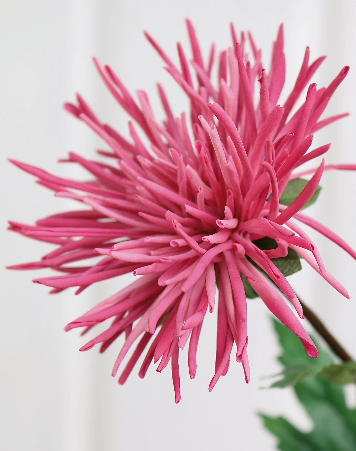 Künstliche Strahlen-Chrysantheme, 2-fach, 72 cm, hellrosa-dunkelrosa