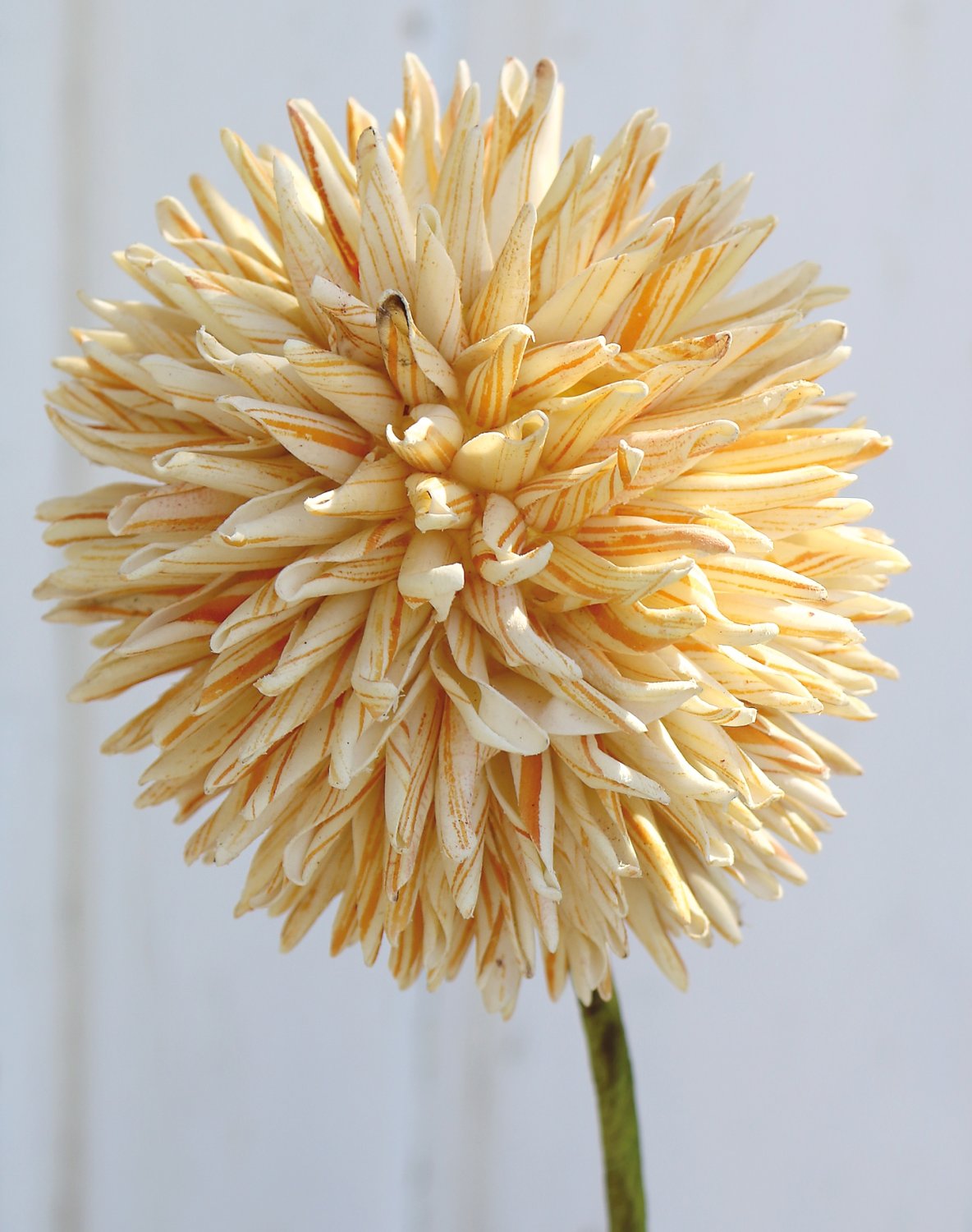 Artificial soft flower 'allium', 80 cm, yellow-white