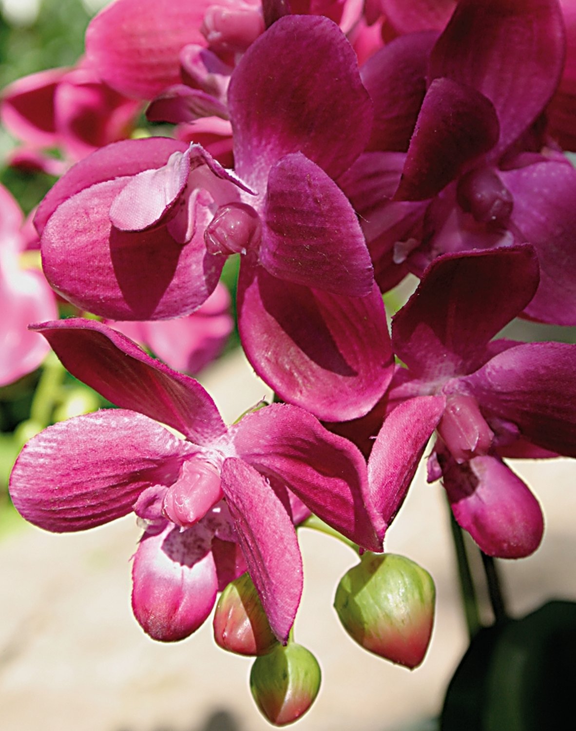 Plastic orchid Phalaenopsis, 3-fold, in bowl, 38 cm, real touch, cerise