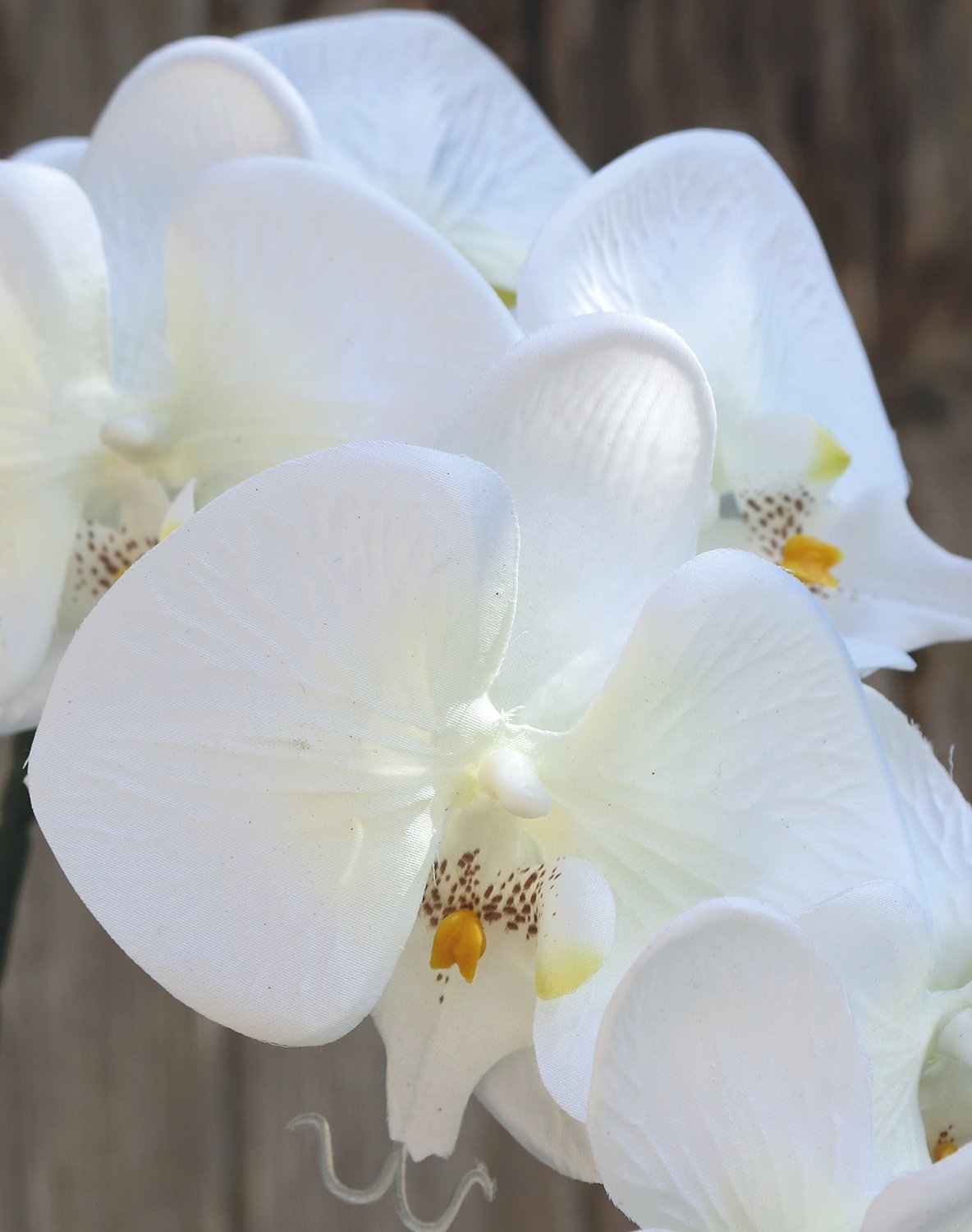 Artificial Phalaenopsis orchid, 86 cm, beige-white