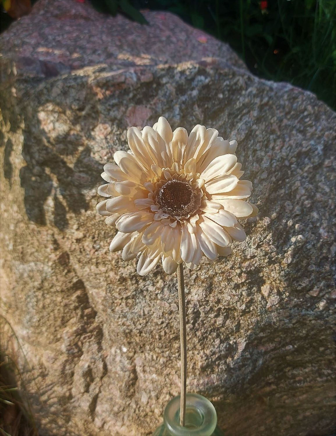 Künstliche Gerbera "Vintage", 53 cm, creme-braun