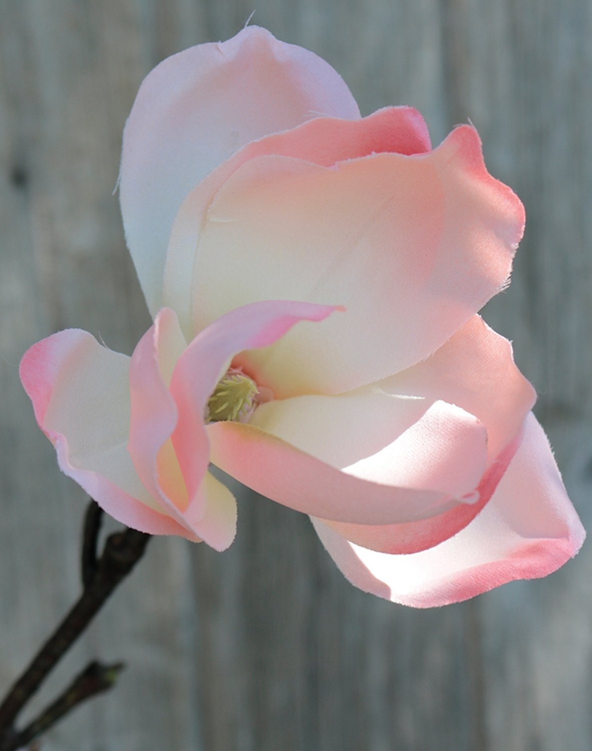 Silk magnolia flower spray, 129 cm, apricot