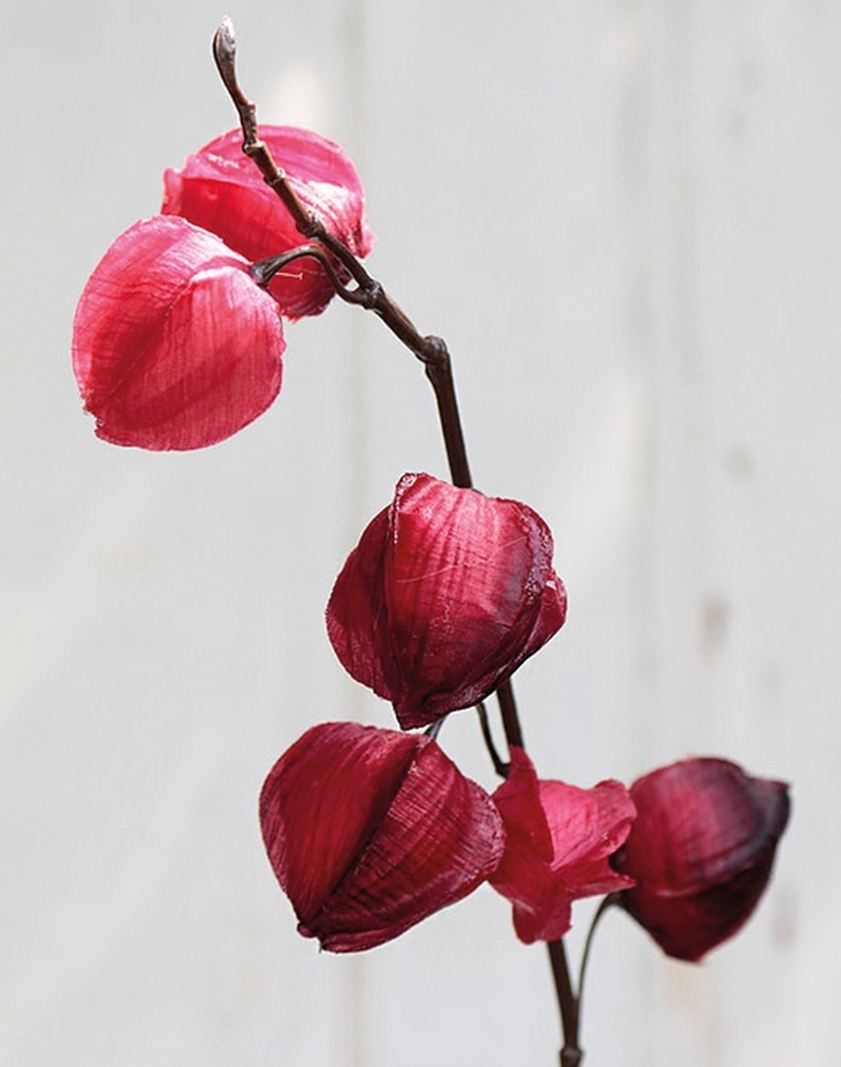 Fake physalis, 11 fruits, 95 cm, trendy purple