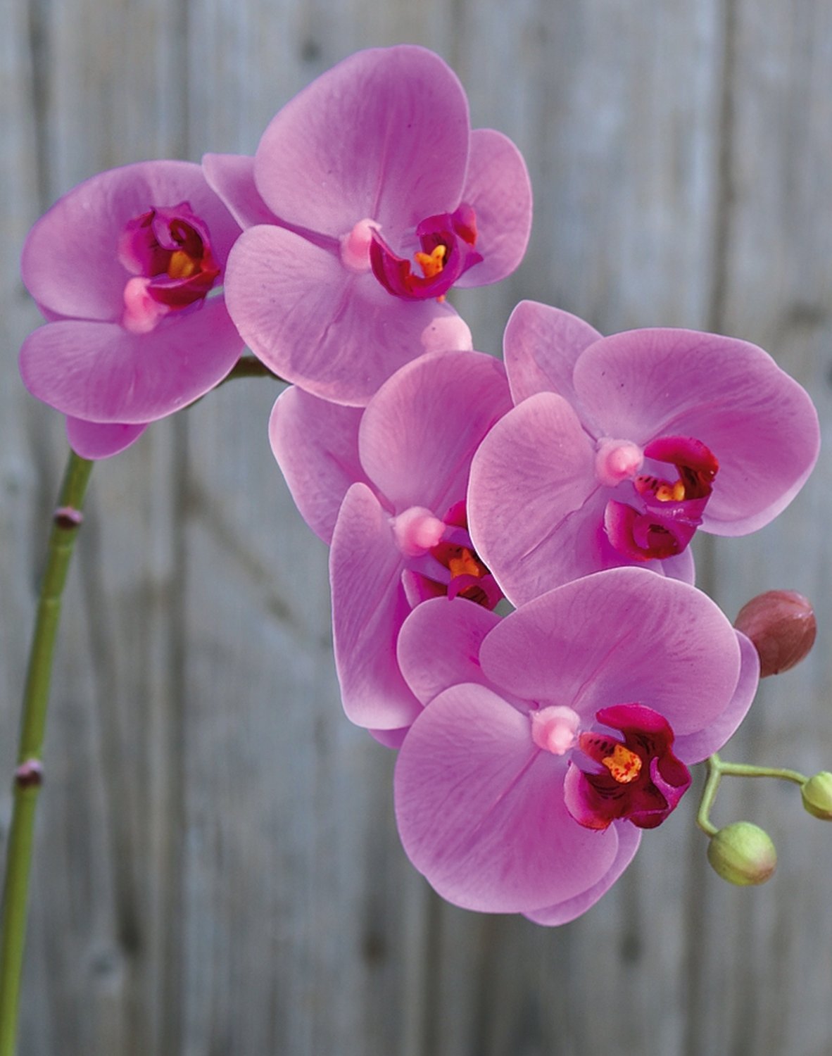 Künstliche Orchidee Phalaenopsis, 64 cm, Real Touch Soft, cerise